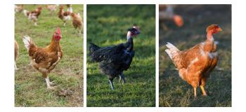 Le poulet jaune, blanc ou noir : quelles différences ?