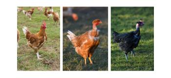 Le poulet jaune, blanc ou noir : quelles différences ?