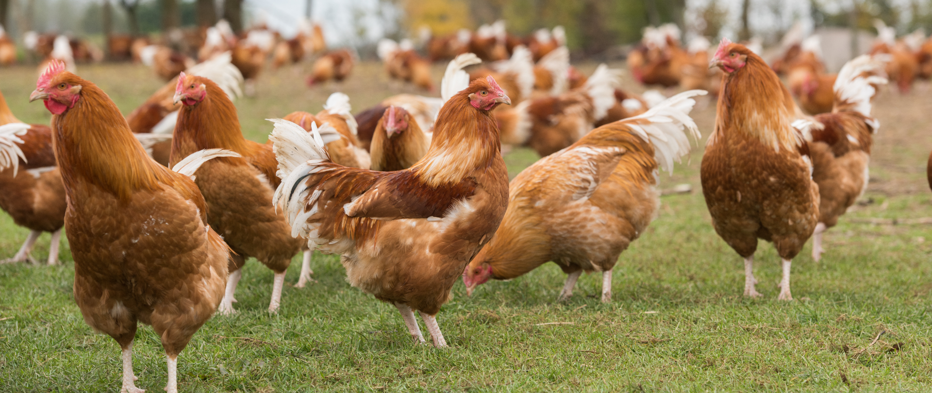 Chapons fermiers de Loué élevés en liberté - Noël