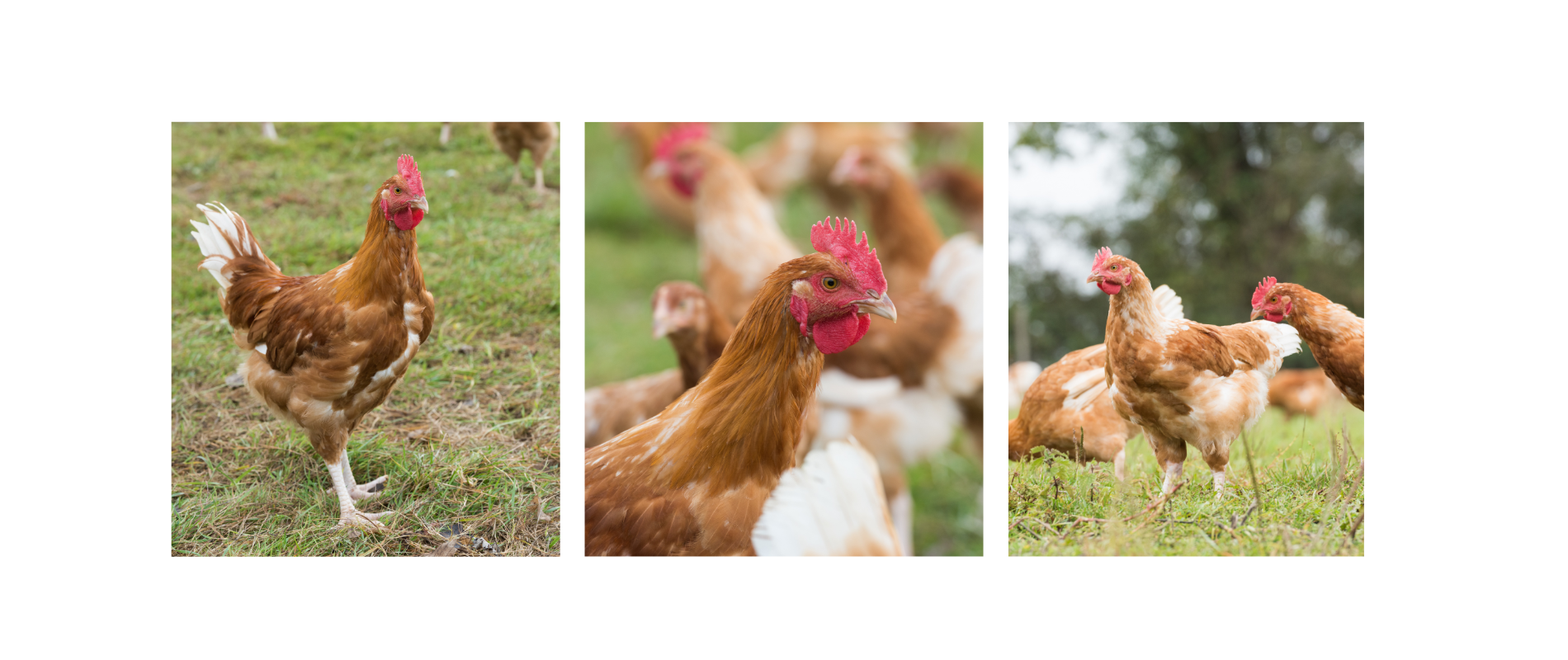 poulet-blanc-1.png