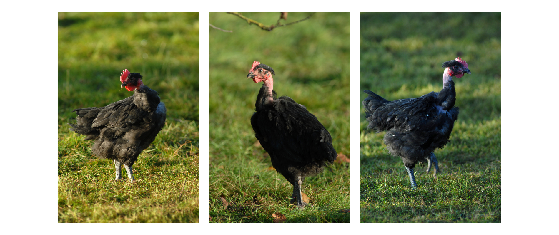 poulet-noir.png