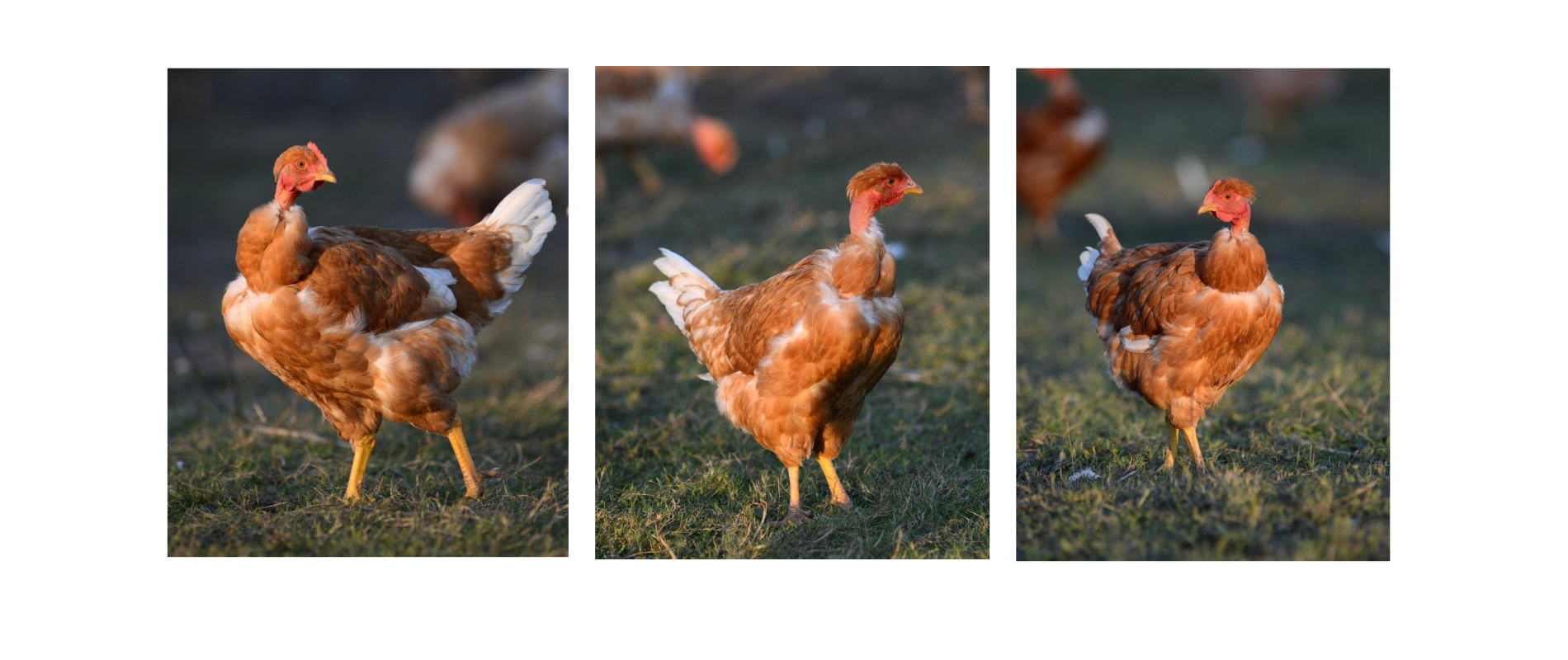 poulet-jaune.png