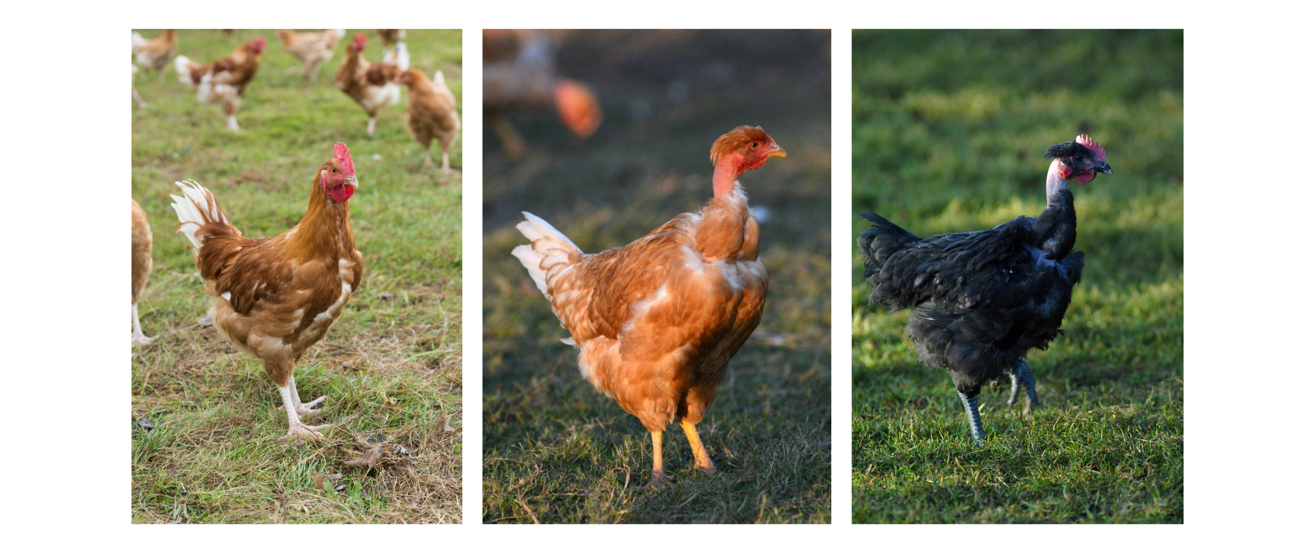 Le poulet jaune, blanc ou noir : quelles différences ?