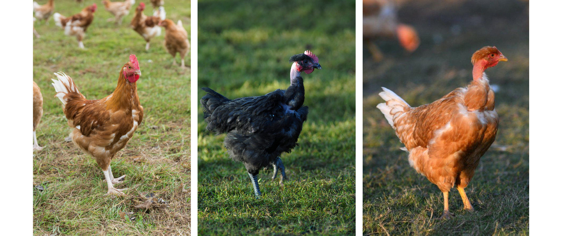 Le poulet jaune, blanc ou noir : quelles différences ?